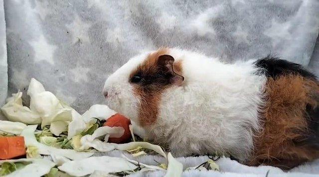 Image 5 of Shorthaired Teddy Boy, Pigs On Petals