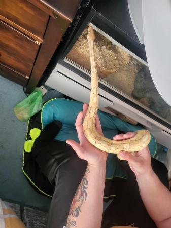 Image 2 of 3 year old male banana ball python with set up