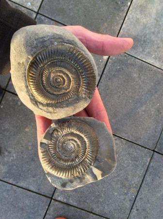 Image 1 of Fossil ammonites from the Yorkshire coast for sale