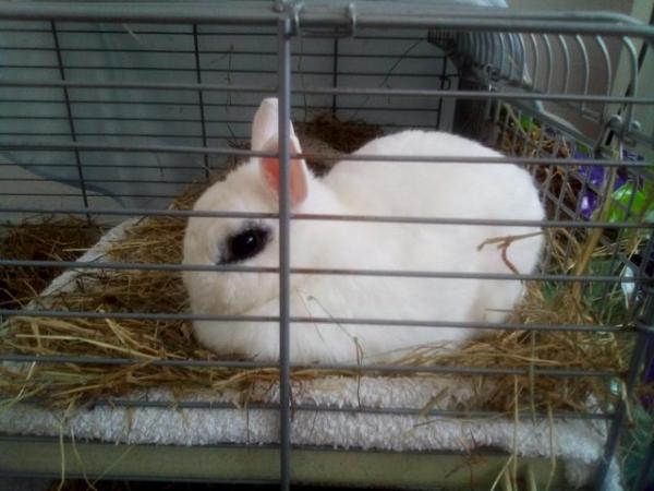 Image 1 of Very large rabbit cage with shelf