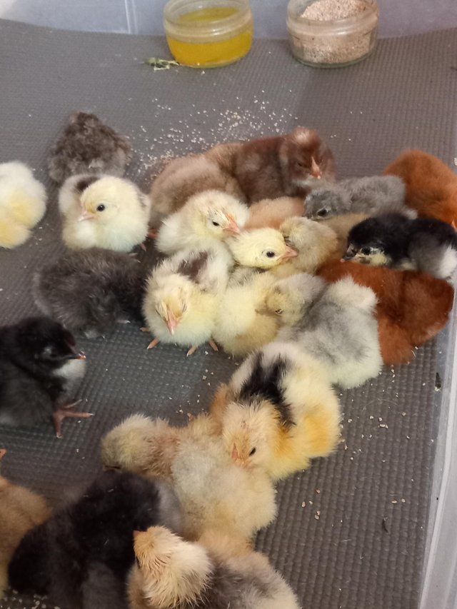 Preview of the first image of Orpington chicks .           .             .              ..