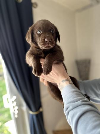 Image 7 of £750 Chocolate Labradors