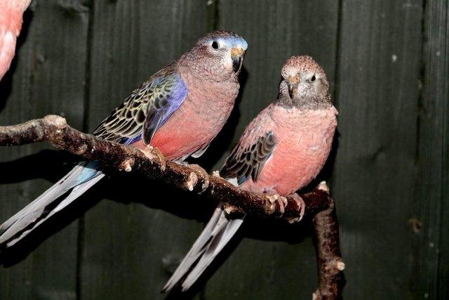 Preview of the first image of Bourkes Parakeets. Unrelated Pair.
