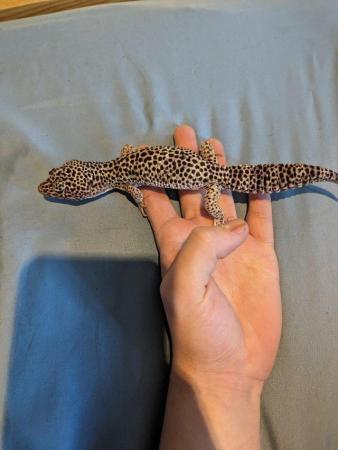 Image 5 of Leopard geckos adults and juveniles
