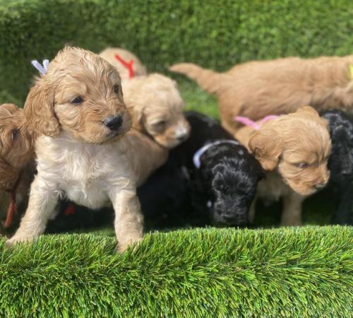 Image 7 of Cockapoo Boys looking for forever homes