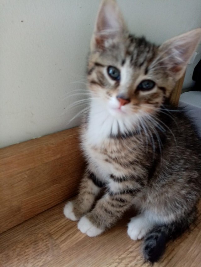 Preview of the first image of 1 lonely loving tabby boy kitten looking for a loving home.