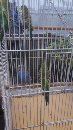 Image 5 of 7   x3mth old budgies for sale ..£35 for all