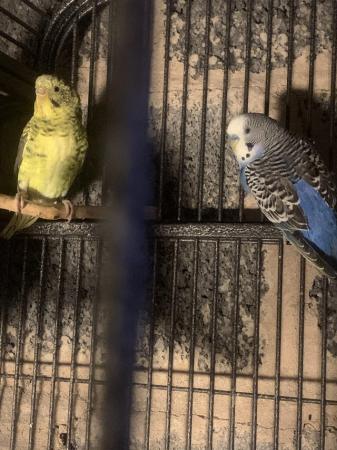 Image 3 of Rare blackwing pair budgie
