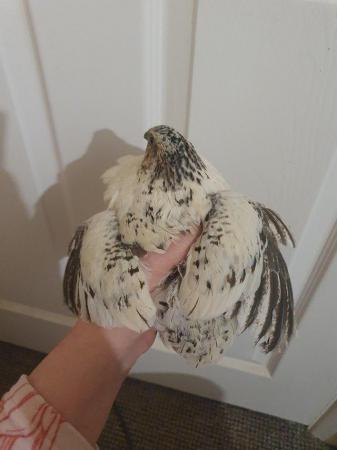 Image 3 of Coturnix quails mix colours,hens and roosters avialiable
