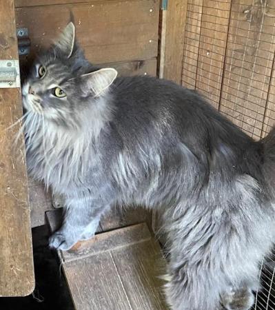 Image 7 of Maine Coon 2 year old female blue tabby