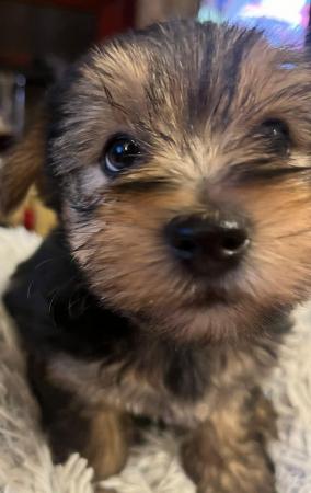Image 5 of 7 & a half weeks old Yorkshire terrier puppies .