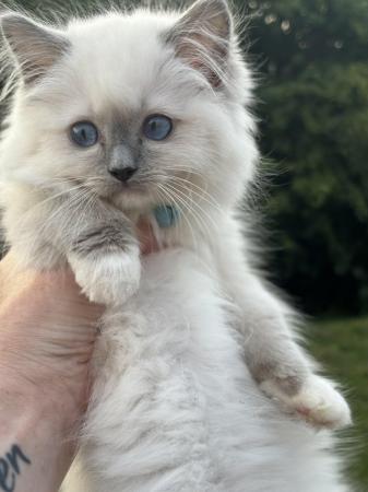 Image 8 of Exceptional blue mitted gccf active boy available