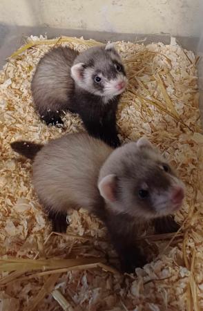 Image 18 of Ready To Collect,Baby Ferrets For Sale,Hobs and Jill's Avail