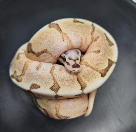 Image 14 of Ball pythons available for sale..