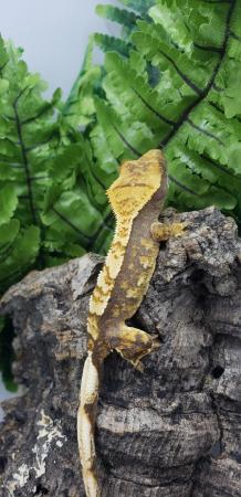 Image 2 of Little Stunning Crested Gecko for sale