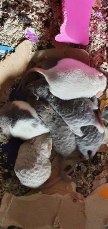 Image 2 of Young/baby rats (guaranteed tame)