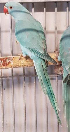 Image 6 of All types of pet BIRDS/PARROTS available