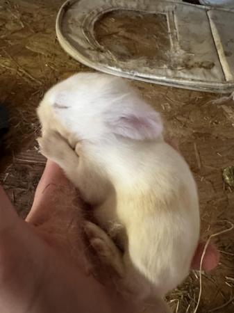 Image 7 of Gorgeous Baby Bunnies Mini Lop x Florida White