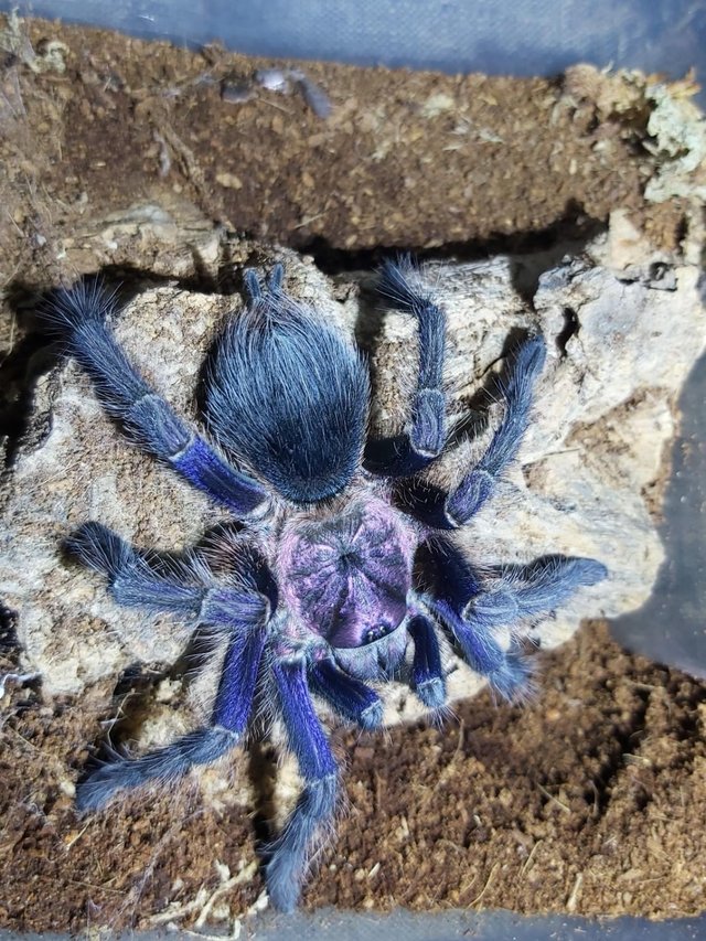 Preview of the first image of Assorted Phormictopus Tarantula some rare..