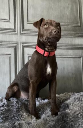 Image 1 of 6month old male patterdale