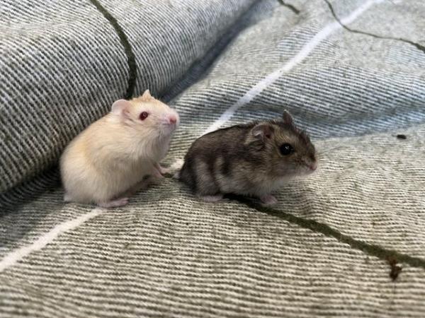 Image 3 of Baby Russian Dwarf hamsters for sale