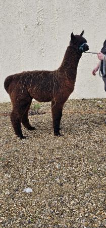 Image 3 of *Great opportunity* 3 Male Alpacas for sale. Price for all 3