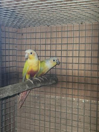 Image 4 of 3 x pairs suncheek conures