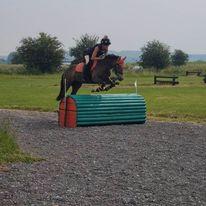 Image 2 of *Bargain* 14hh Native 11yr old mare for Sale