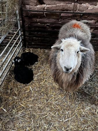 Image 2 of HERDWICK Ewes and Lambs for Sale
