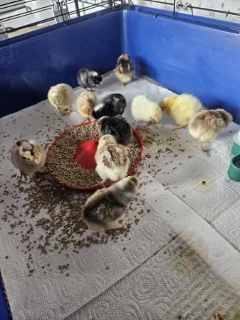 Image 3 of Blue/Green Egger Chicks Available