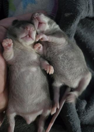 Image 10 of Gambian Pouched Rat babies