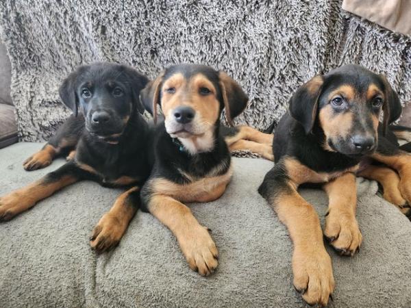 Image 18 of German Shepherd / Doberman Rottweiler Pups 6 boys Left!!!