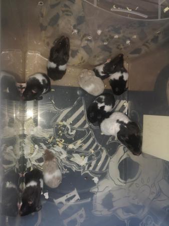 Image 3 of Syrian hamster babies ready to go