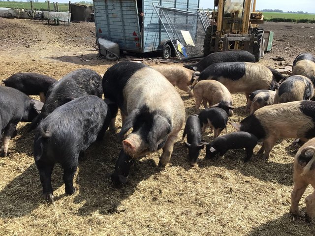 Preview of the first image of British Saddleback X Gloucester Old Spot pigs for sale.
