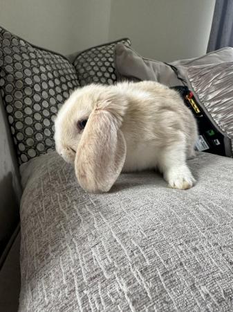 Image 2 of Mini lop bunny female, ready to go