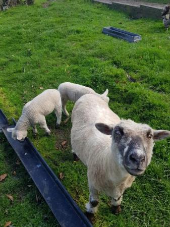 Image 2 of ewe with twin ewe lambs