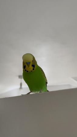 Image 1 of Budgie for sale male and comes with cage