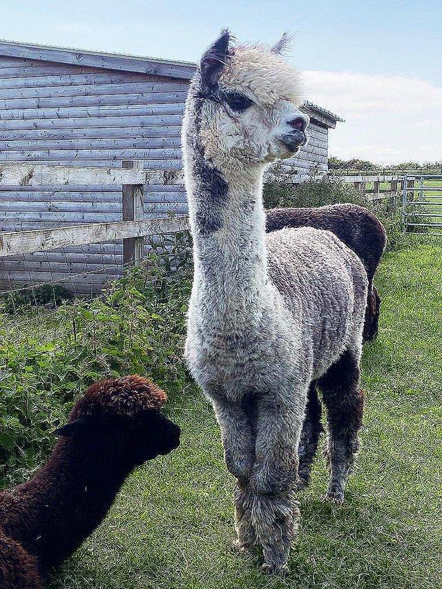 Preview of the first image of MALE ALPACAS TOP QUALITY BAS AVAILABLE FOR THEIR SERVICES.