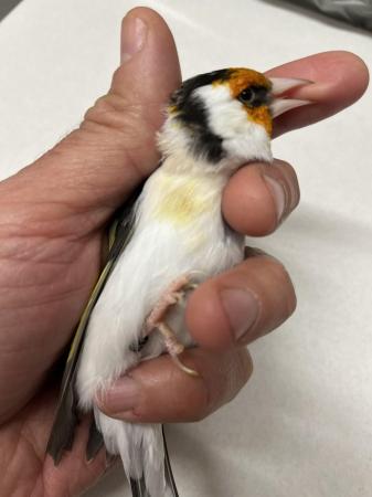 Image 5 of Siberian Goldfinch for sale