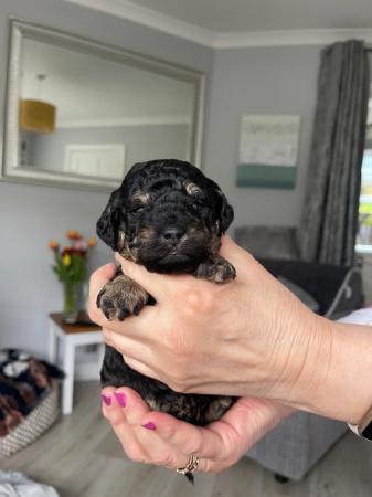 Image 5 of Toy Poodle Puppies for Sale