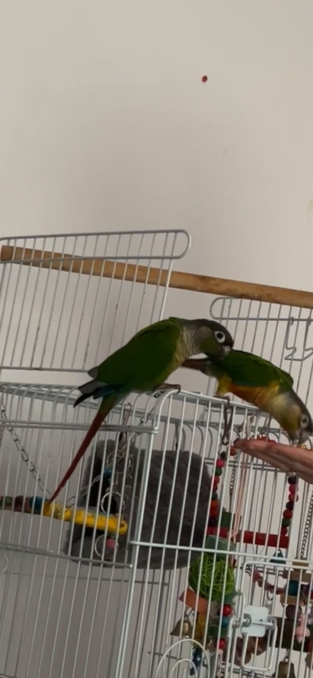Preview of the first image of 22month old contour parrots (brothers).
