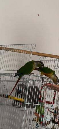 Image 1 of 22month old contour parrots (brothers)