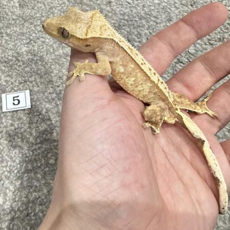 Image 9 of CRESTED GECKOS FOR SALE! MALE & FEMALE MORPHS AVAILABLE