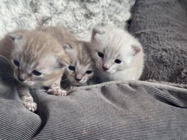 Image 8 of Bengal Pedigree Kittens -Tica Registered