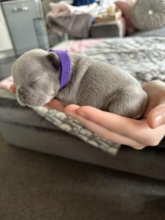 Image 17 of French bulldog Puppys quality litter PP avail
