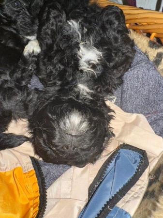 Image 5 of Shihpoo puppy 1 boy left, loving home wanted now sold