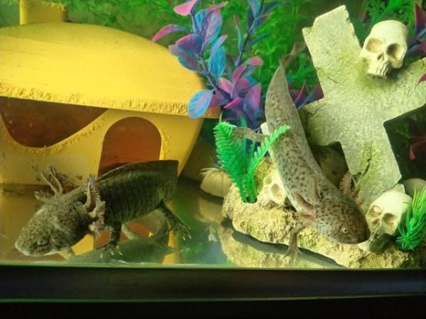 Image 4 of Axolotls £5 each x2 Wild Types. Coldwater