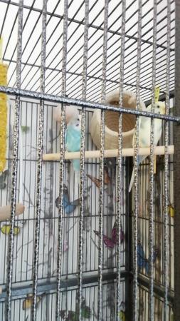 Image 2 of Two Budgies Yellow and Blue