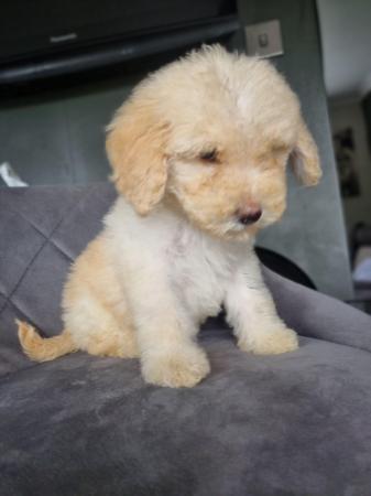 Image 23 of Ready to leave now. Goldendoodle puppies