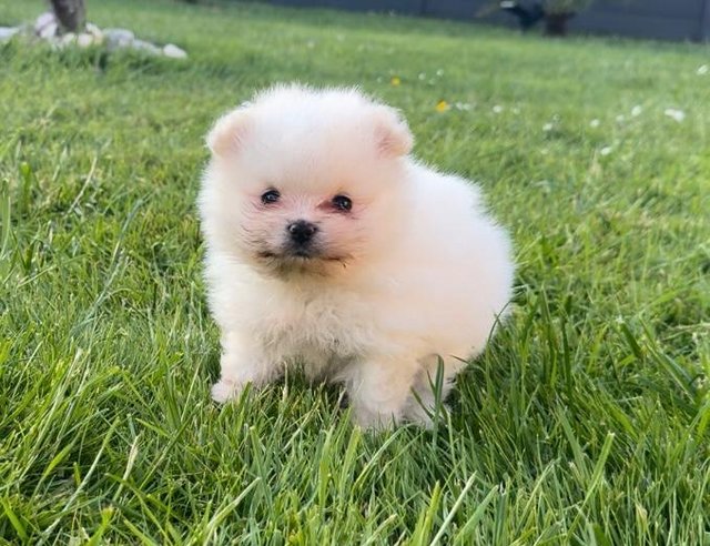 Preview of the first image of Miniature white pomeranian pups.